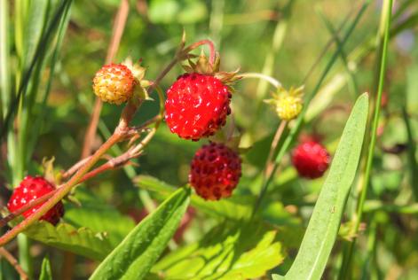 forest food_berry